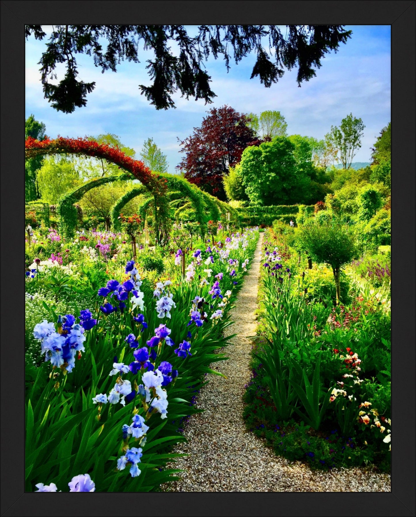 Path of Irises - Fine Art