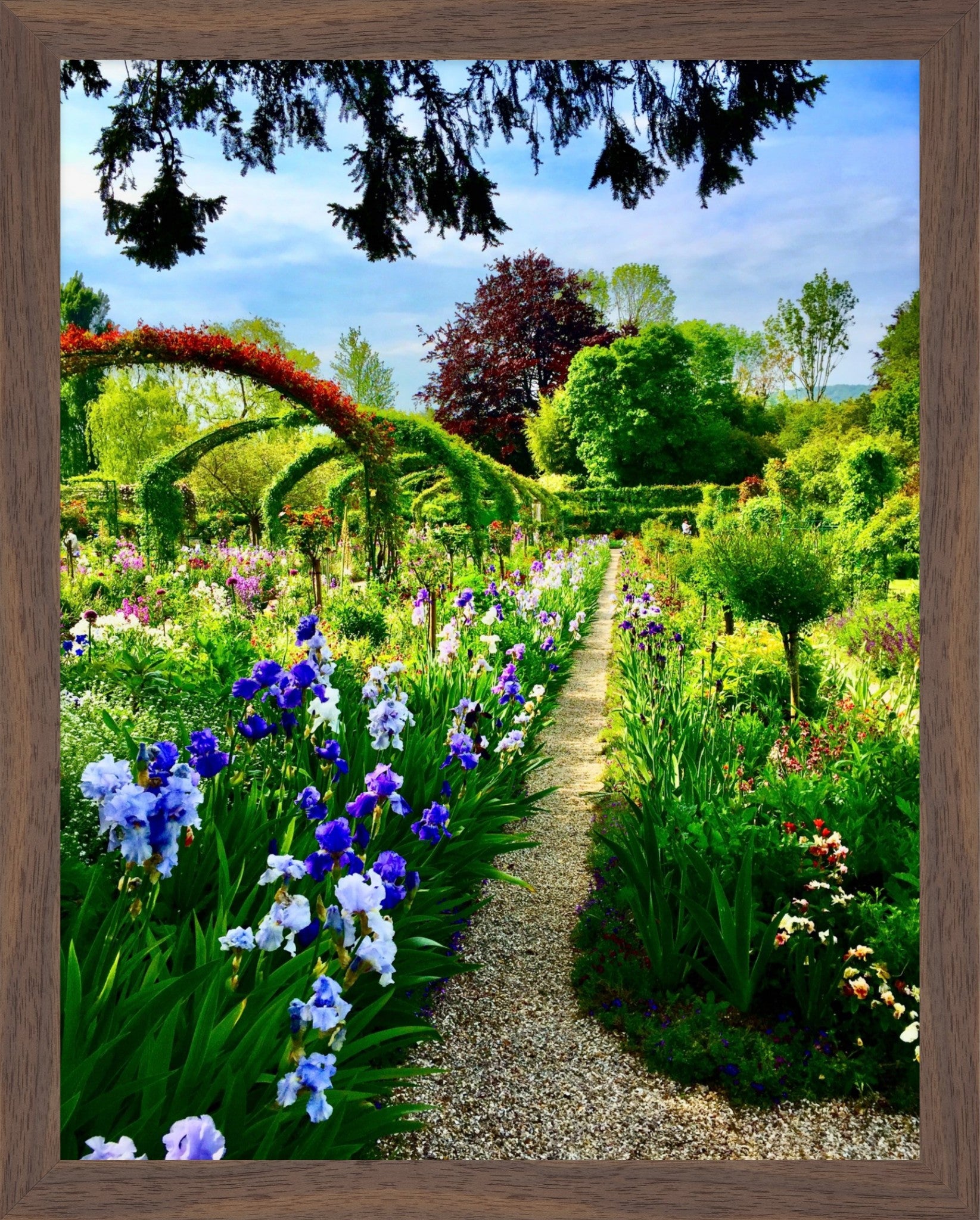 Path of Irises - Fine Art