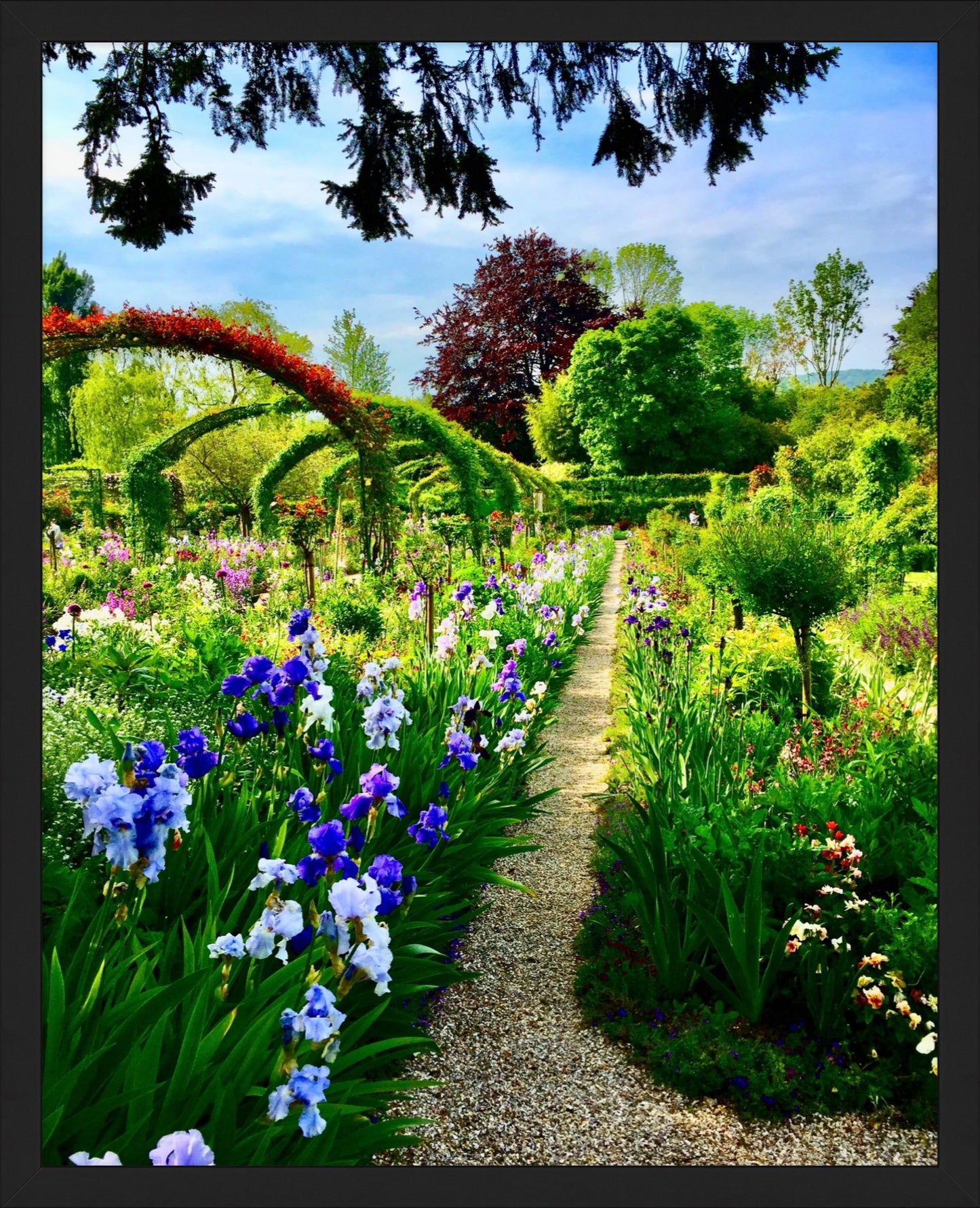 Path of Irises - Fine Art