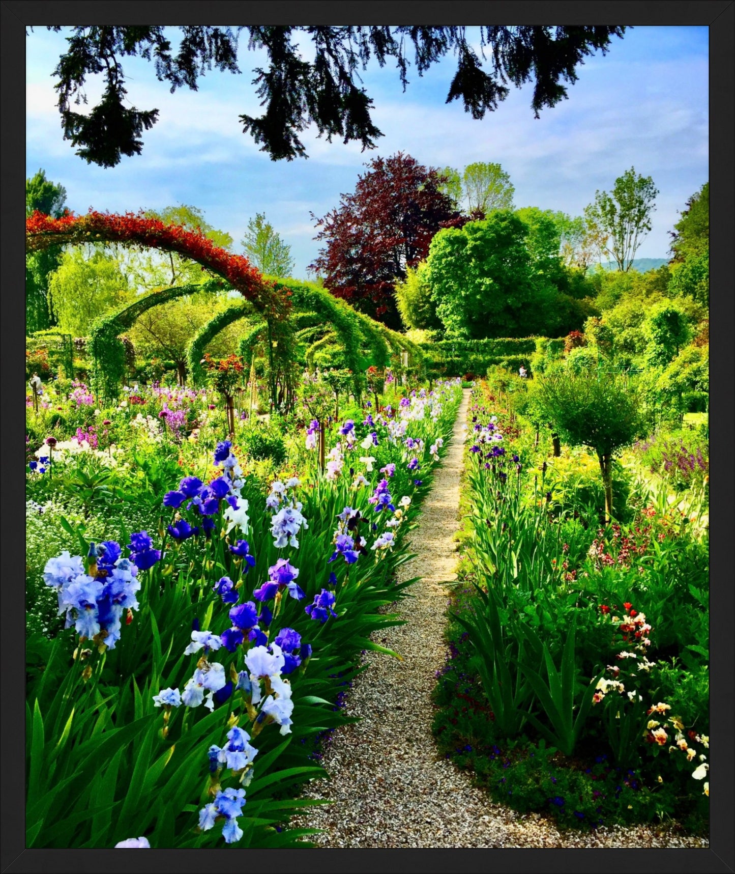 Path of Irises - Fine Art