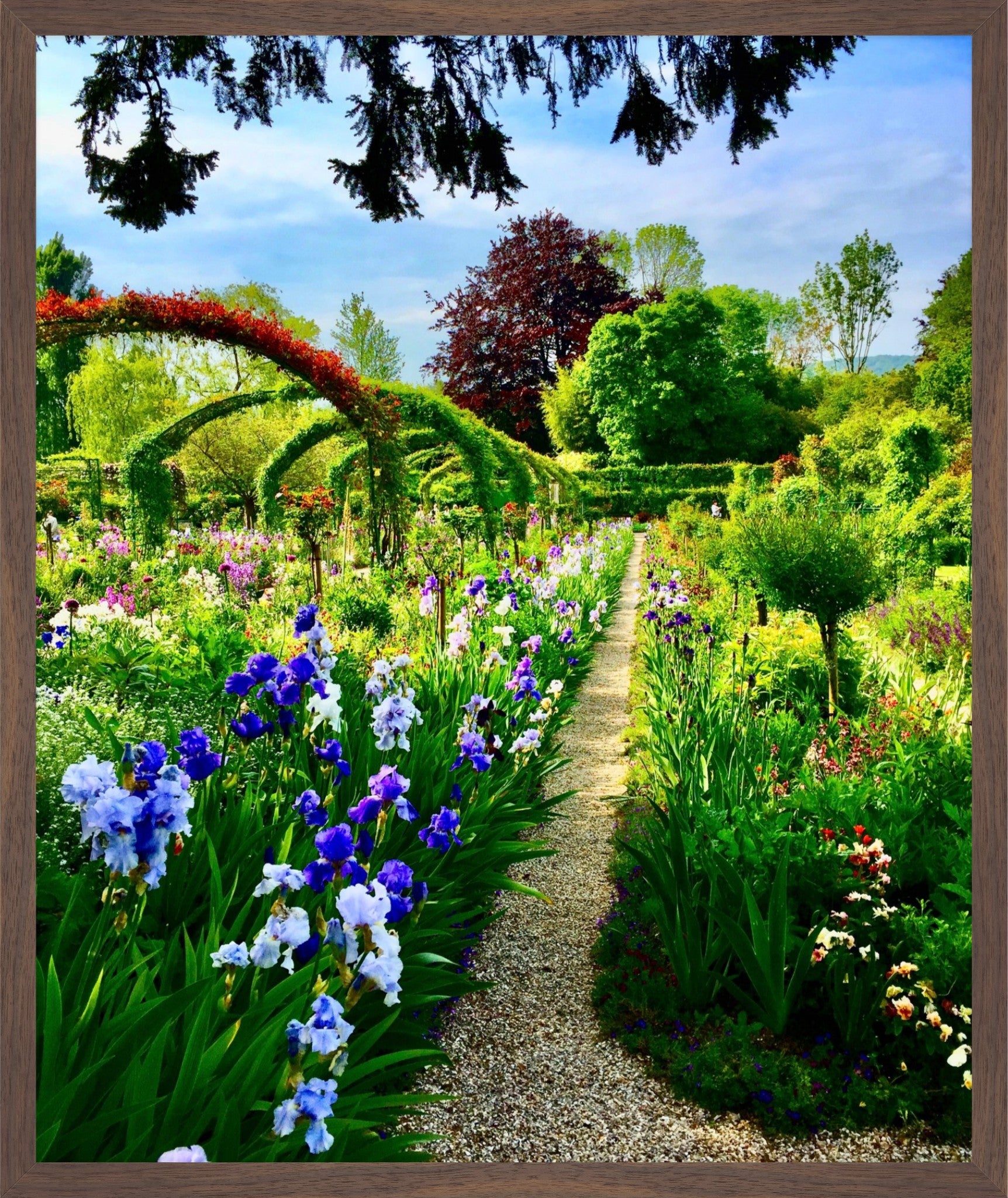 Path of Irises - Fine Art