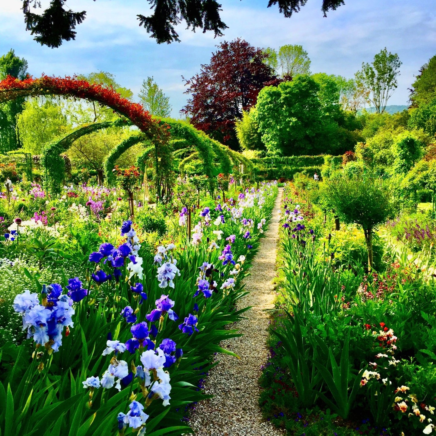 Path of Irises - Fine Art