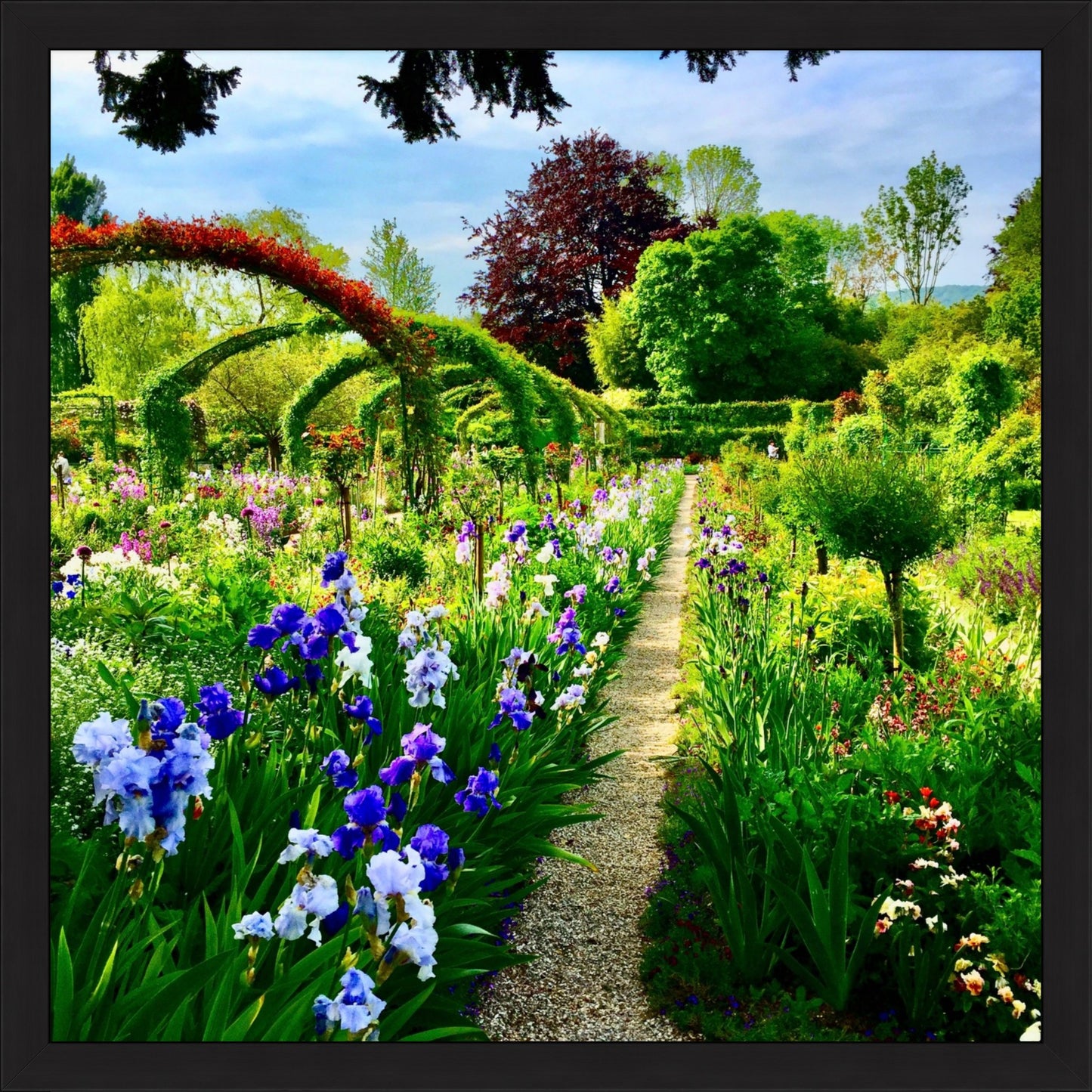 Path of Irises - Fine Art