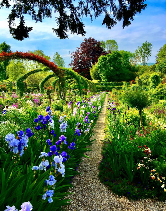 Path of Irises - Canvas