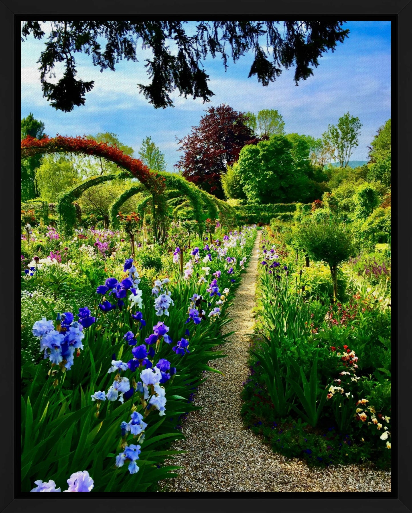 Path of Irises - Canvas