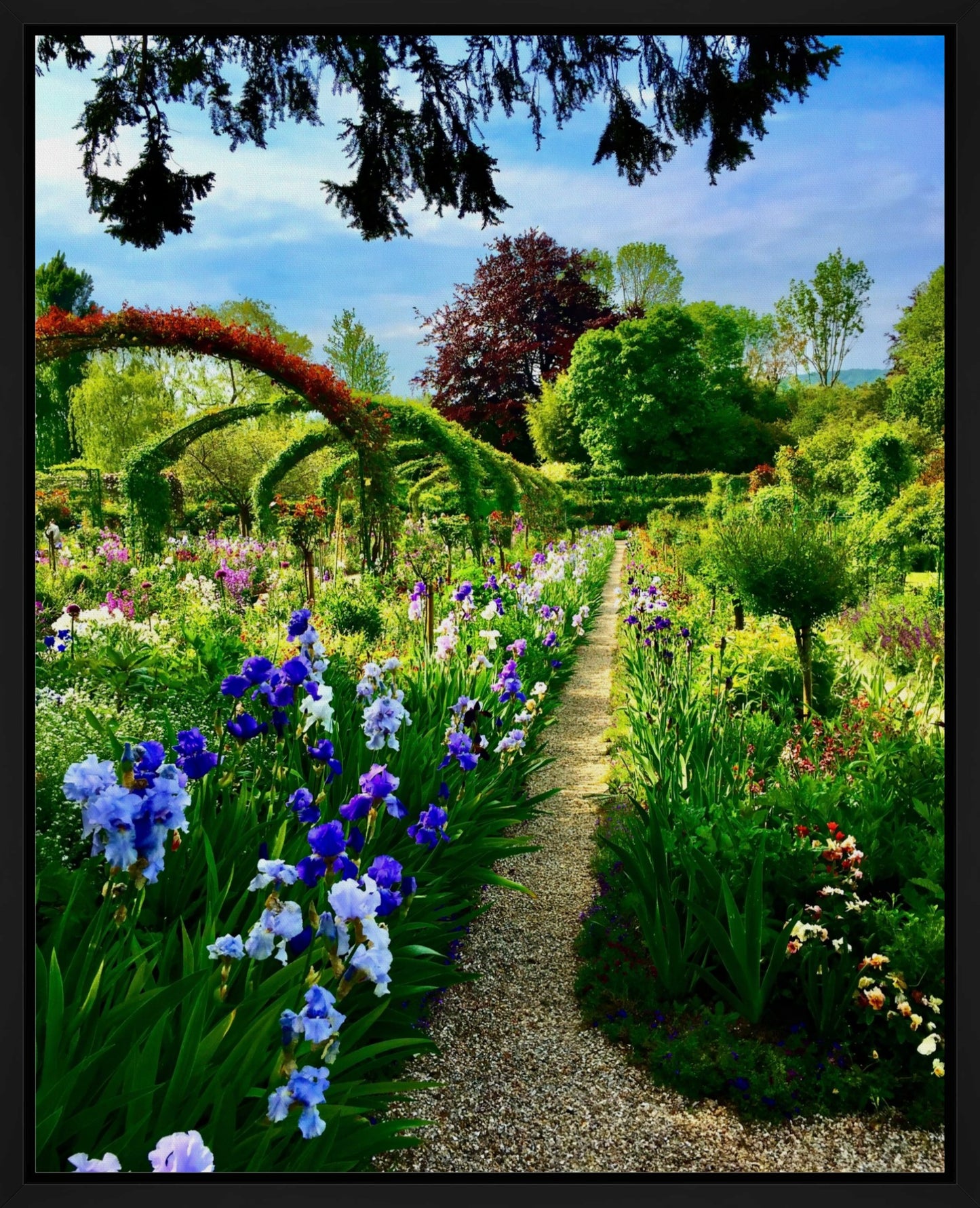 Path of Irises - Canvas