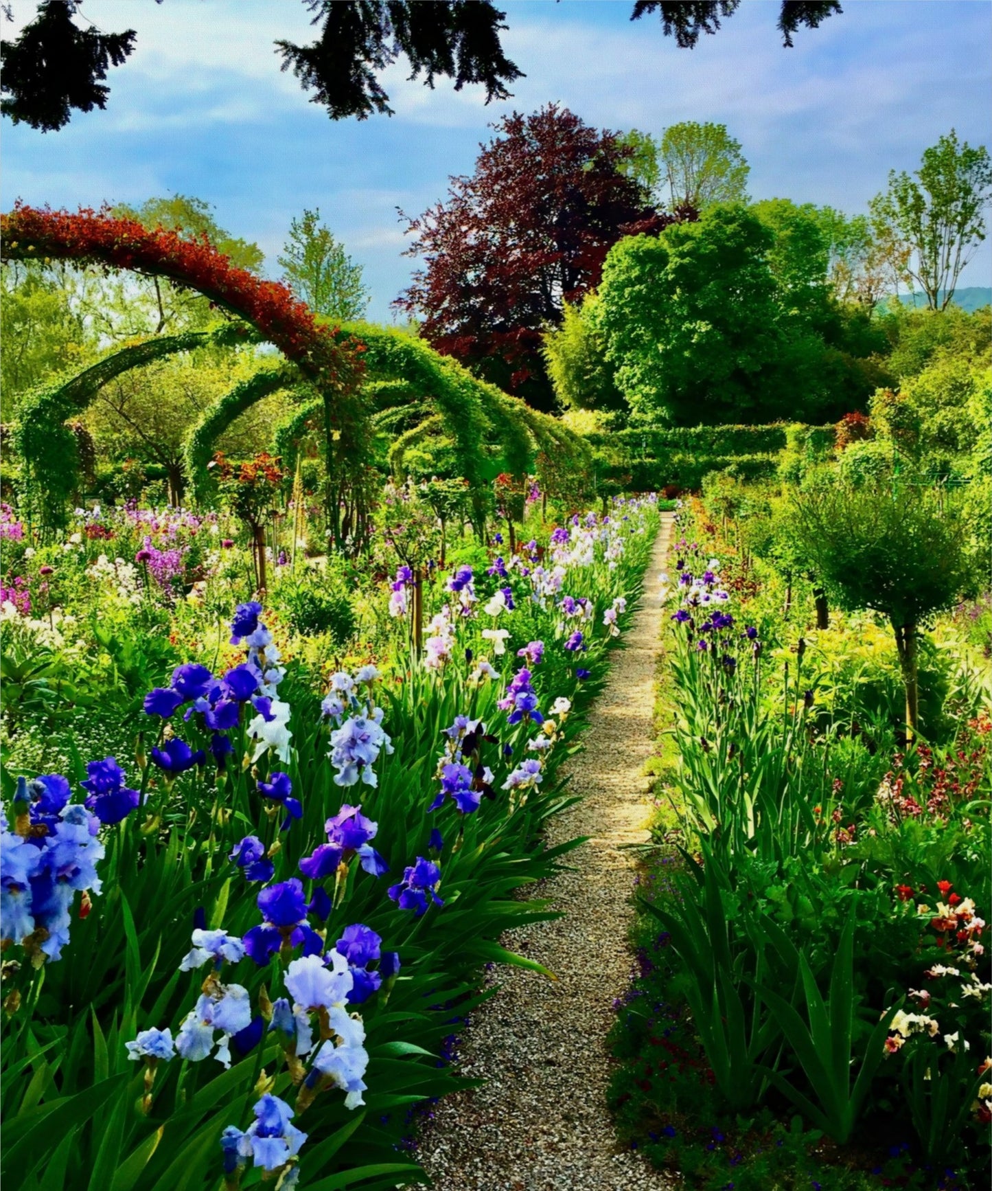 Path of Irises - Canvas