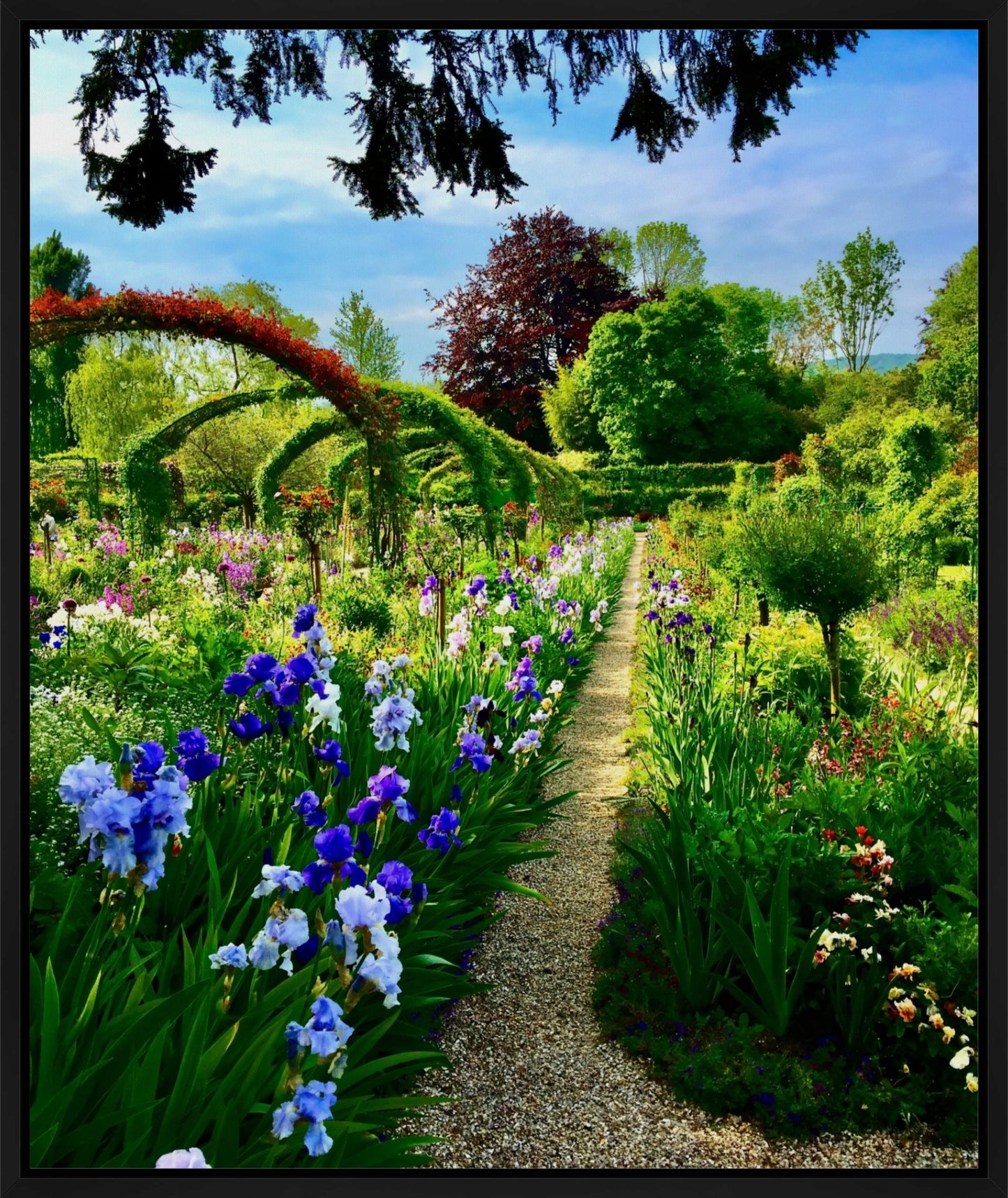 Path of Irises - Canvas