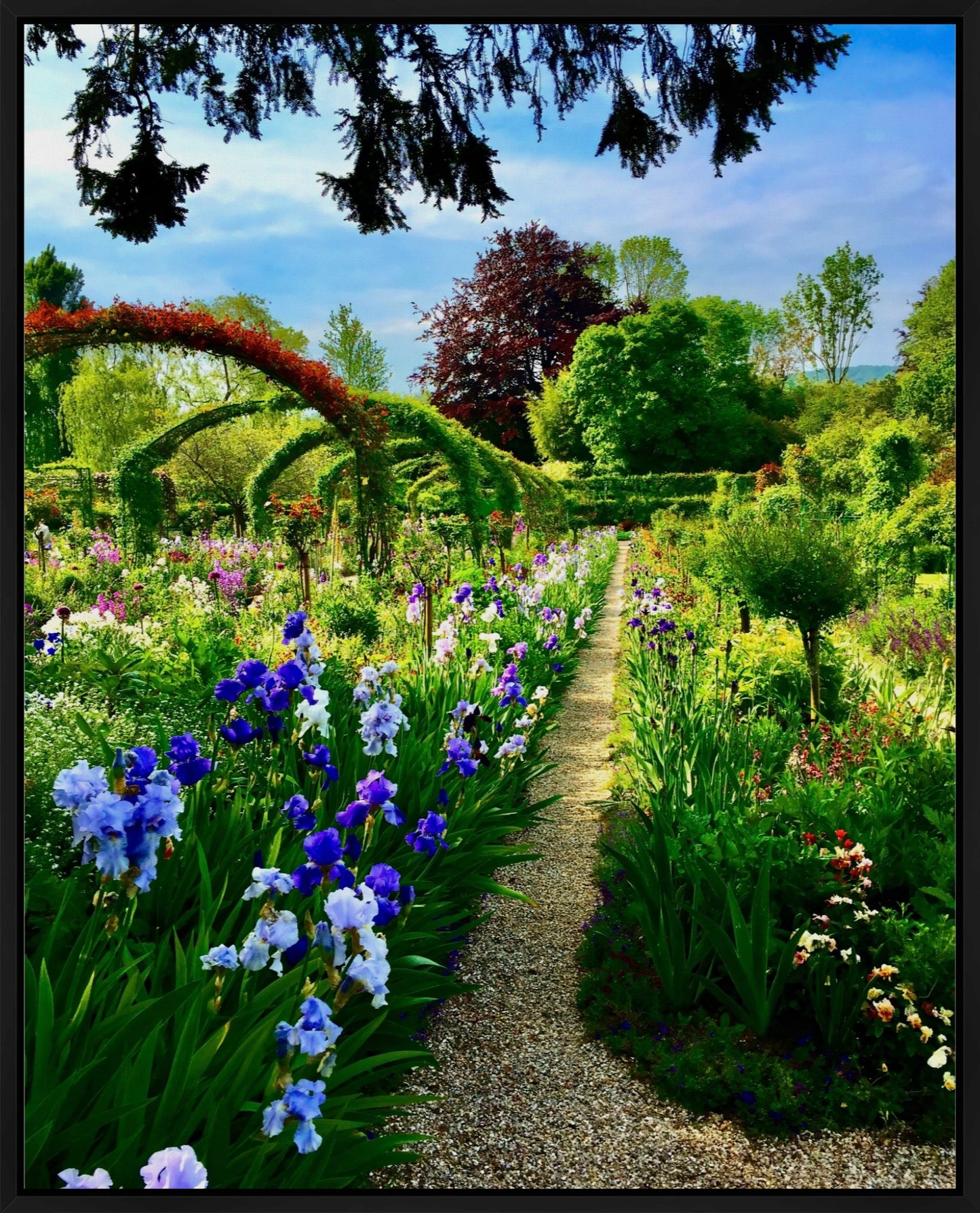 Path of Irises - Canvas