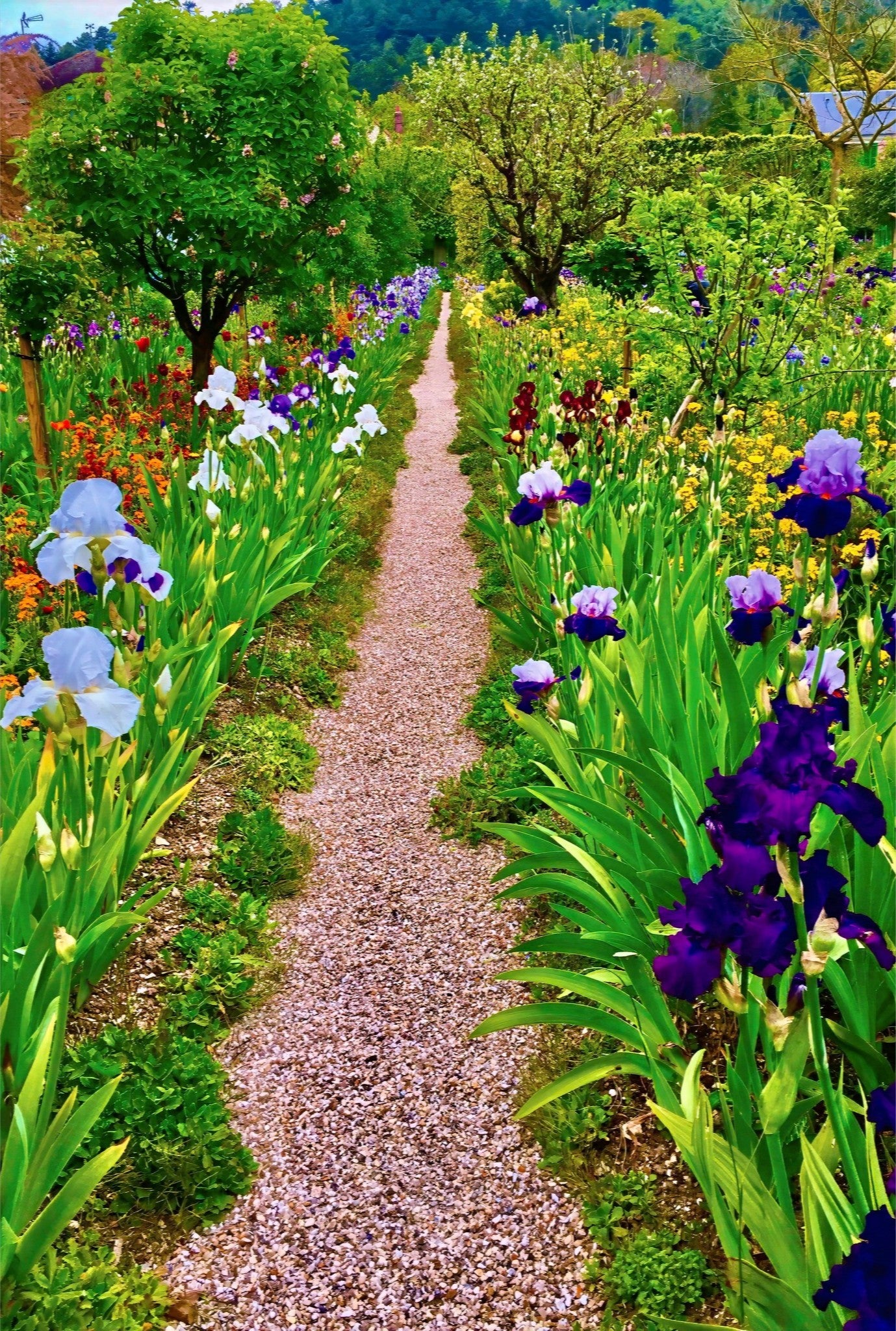 The Iris Parade - Acrylic