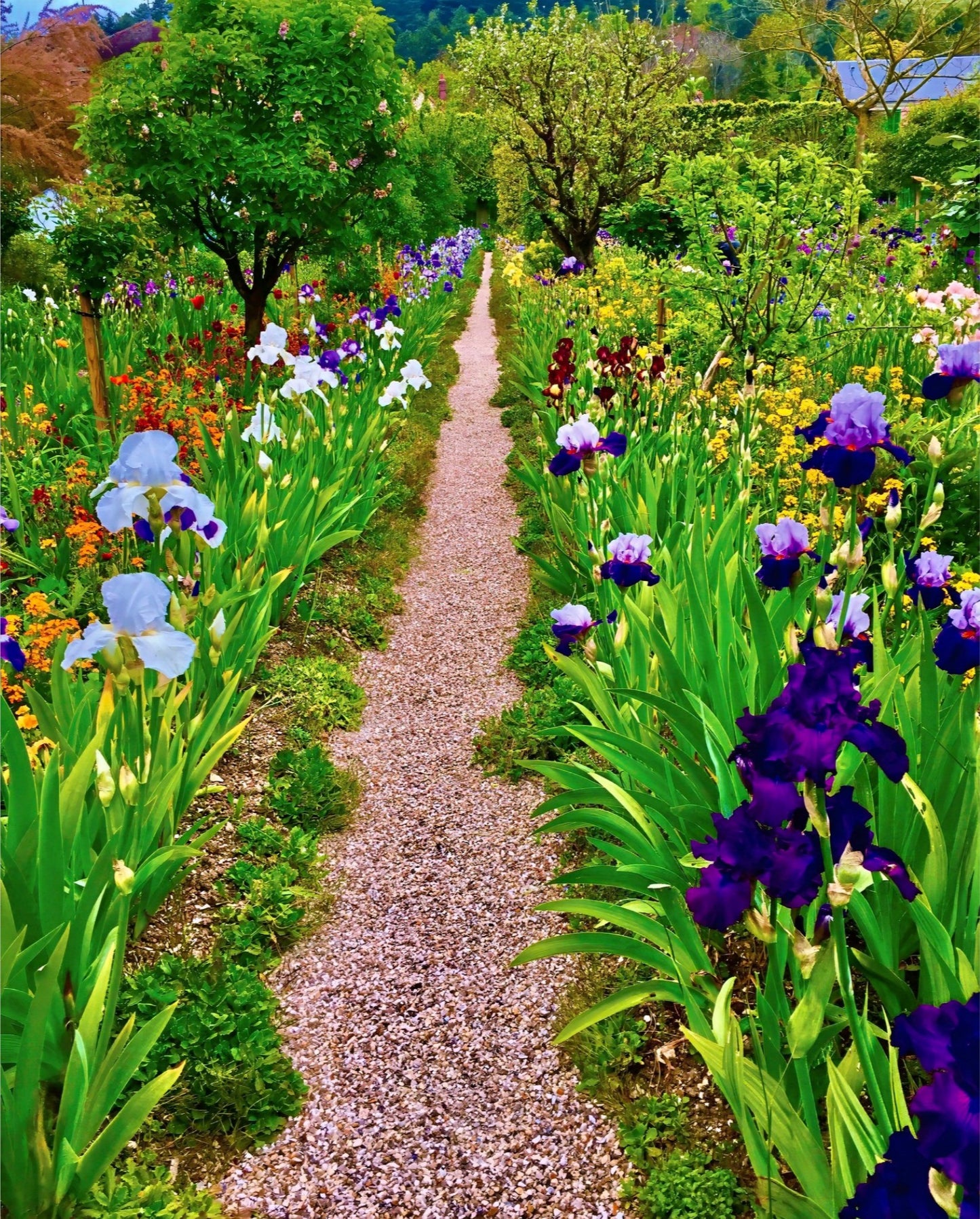 The Iris Parade - Acrylic