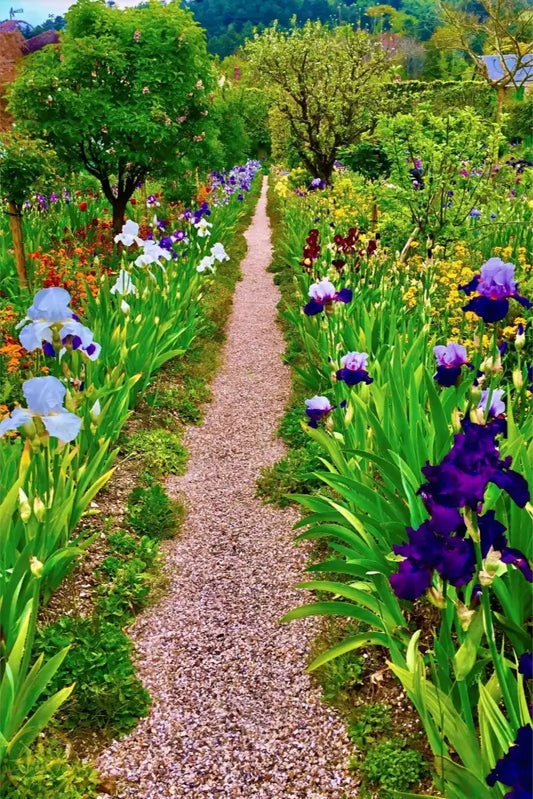 In Claude Monet's Garden: The Iris Parade - Canvas