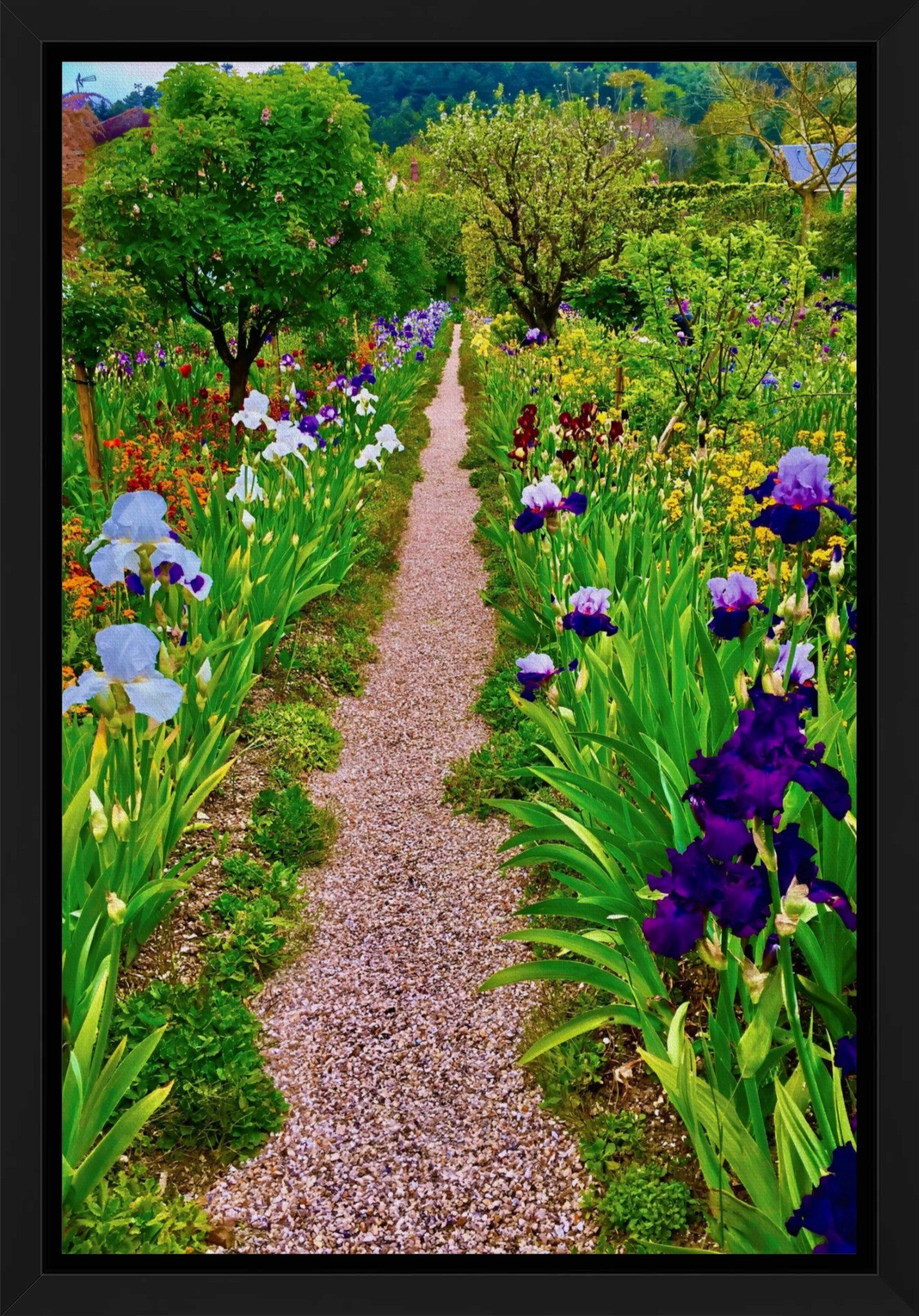 The Iris Parade - Canvas