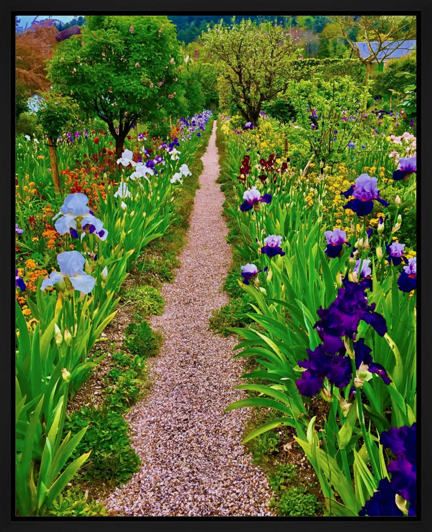 The Iris Parade - Canvas