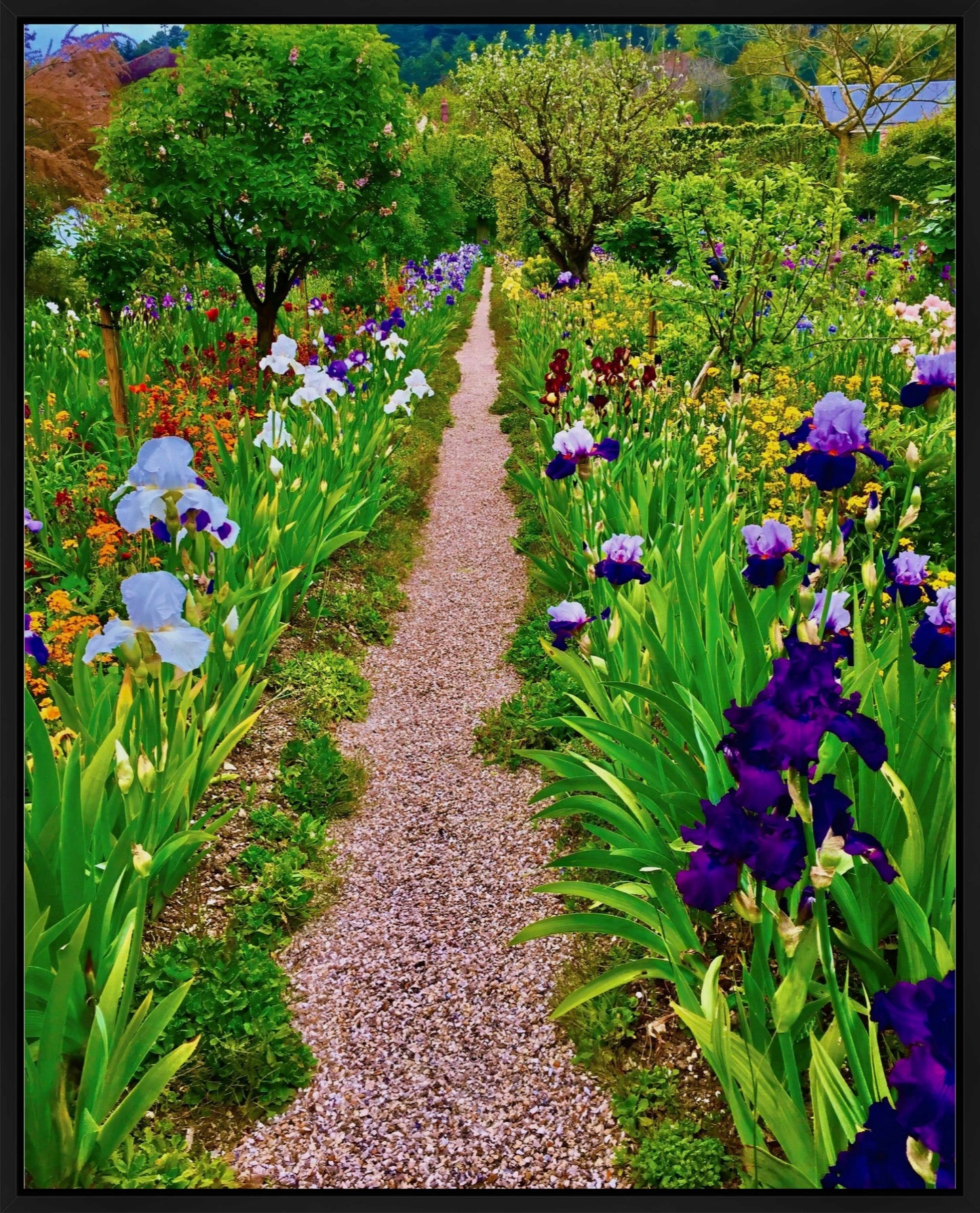 The Iris Parade - Canvas