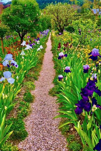 The Iris Parade - Metal