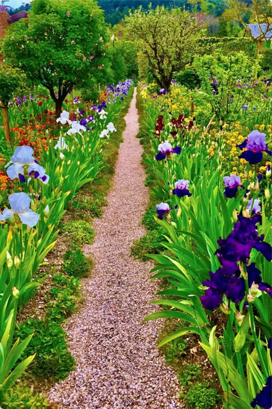 In Claude Monet's Garden: The Iris Parade  - Metal