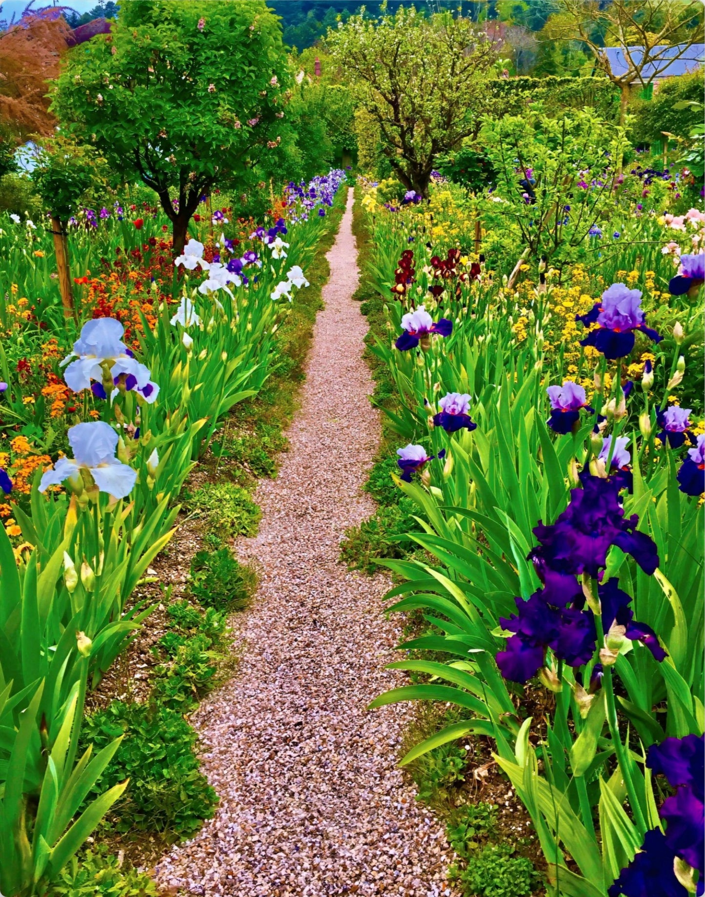 The Iris Parade - Metal