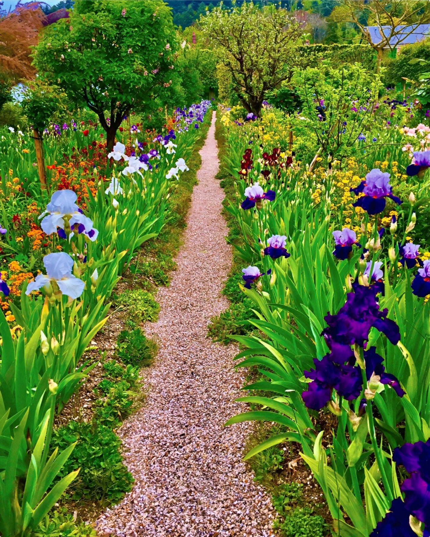 The Iris Parade - Metal