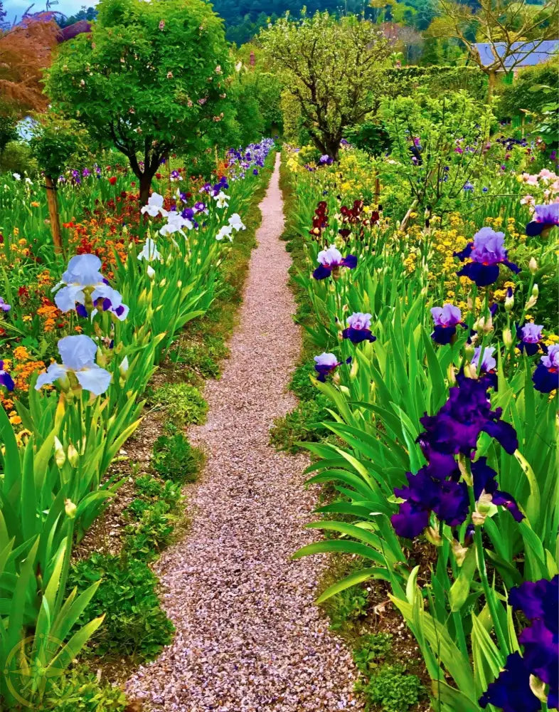 In Claude Monet's Garden: The Iris Parade - Fine Art