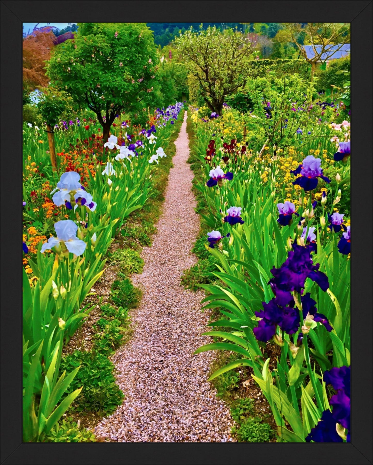 The Iris Parade - Fine Art