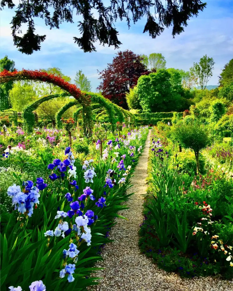 In Claude Monet's Garden: The Iris Parade - Fine Art