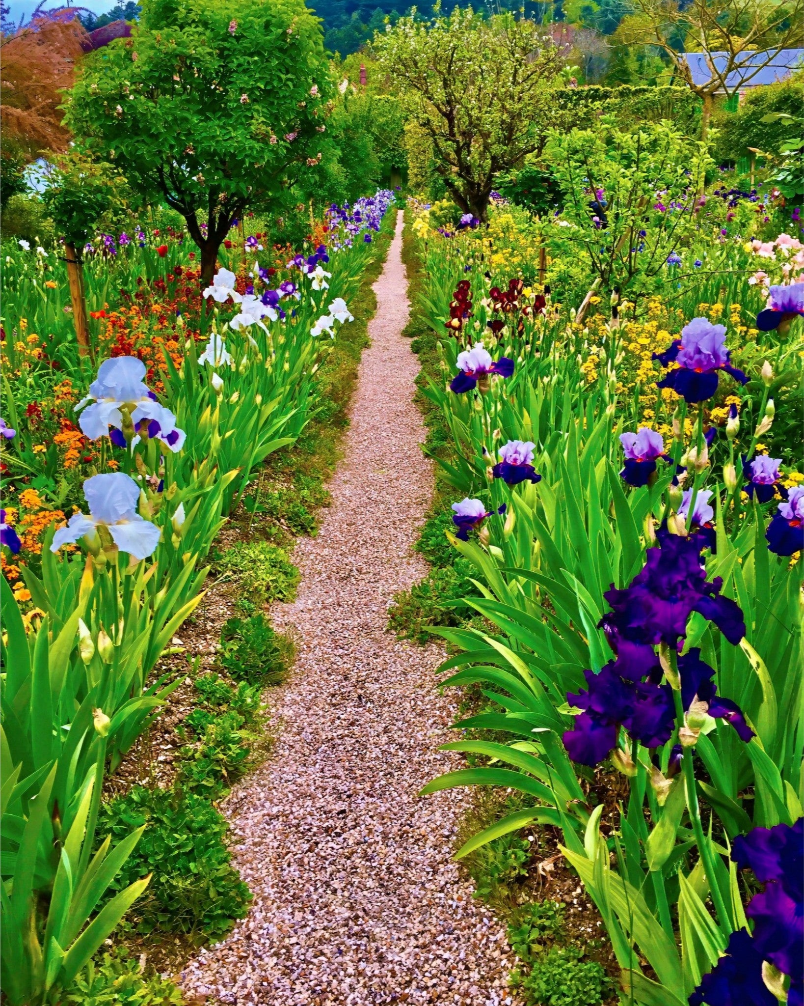 The Iris Parade - Fine Art