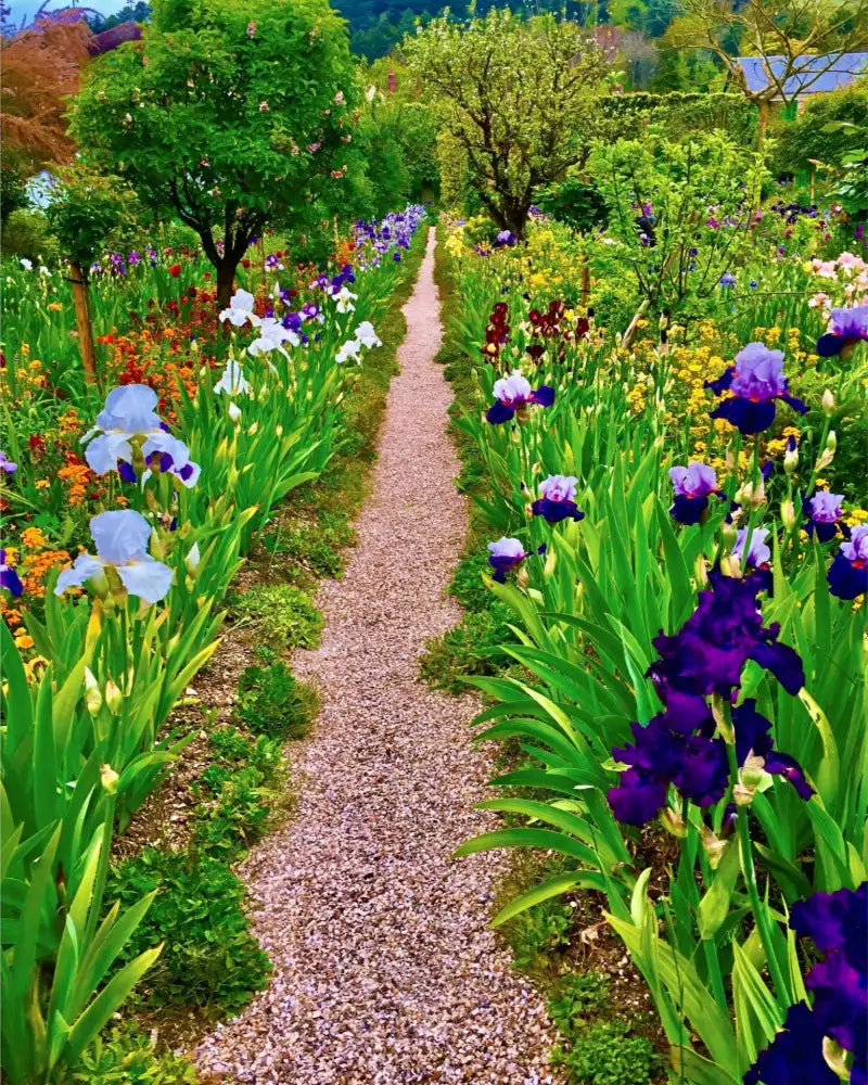 In Claude Monet's Garden: The Iris Parade - Fine Art