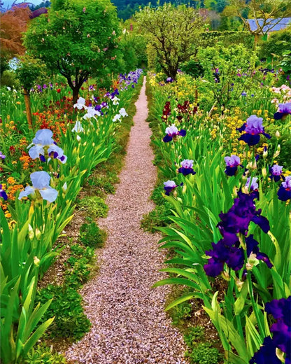 In Claude Monet's Garden: The Iris Parade - Fine Art