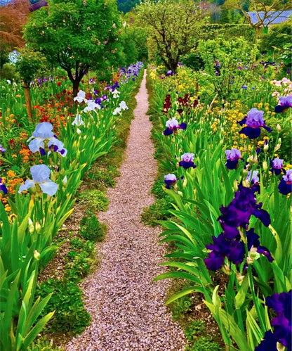 In Claude Monet's Garden: The Iris Parade - Fine Art