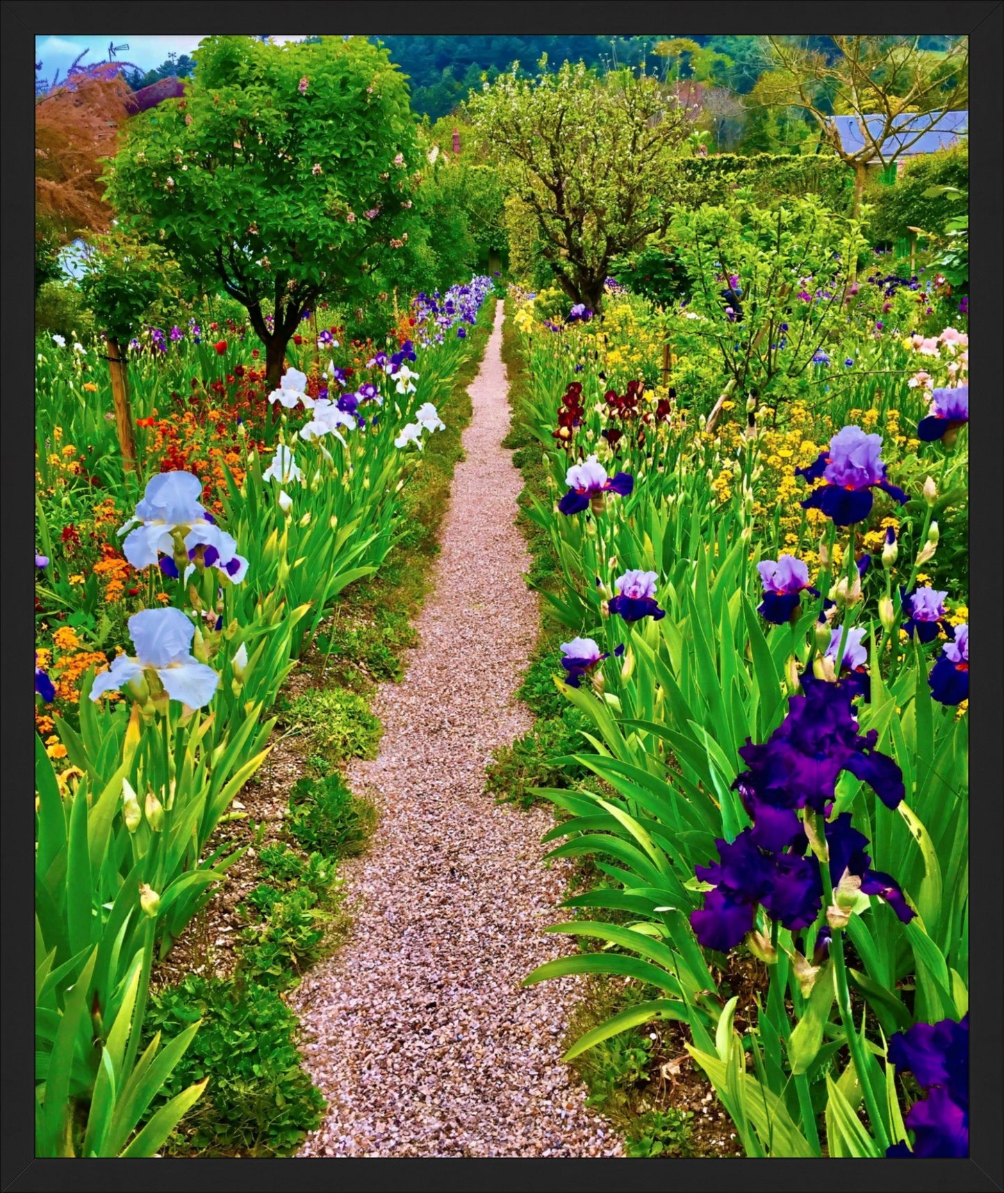 The Iris Parade - Fine Art