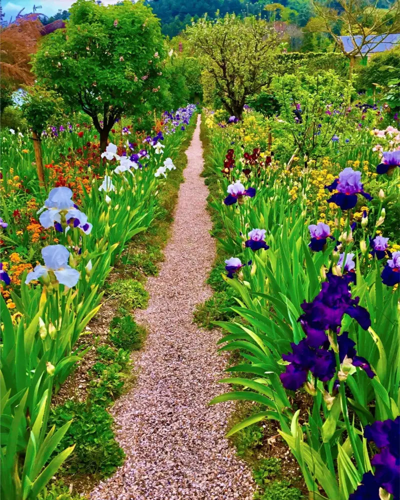 In Claude Monet's Garden: The Iris Parade - Fine Art