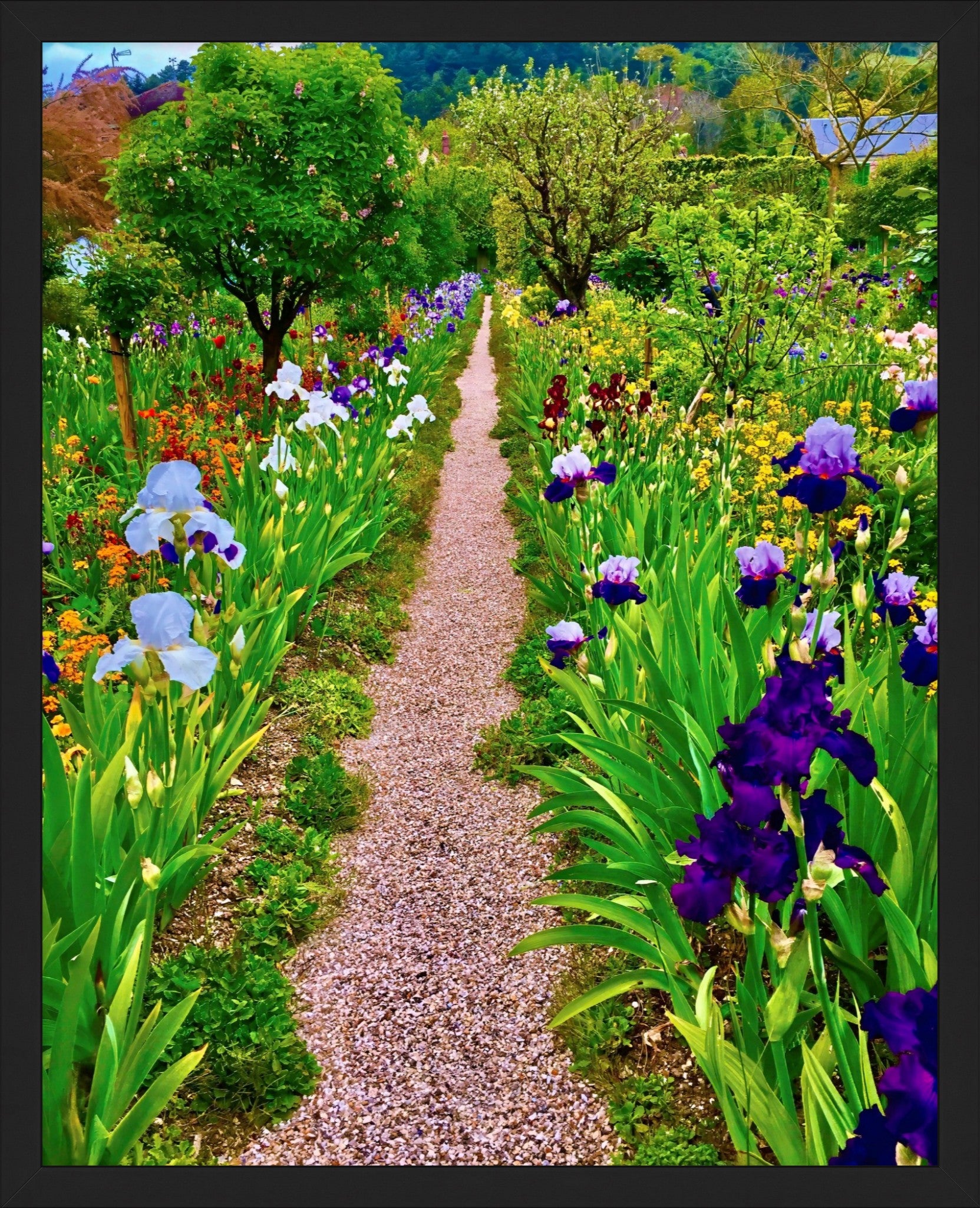 The Iris Parade - Fine Art