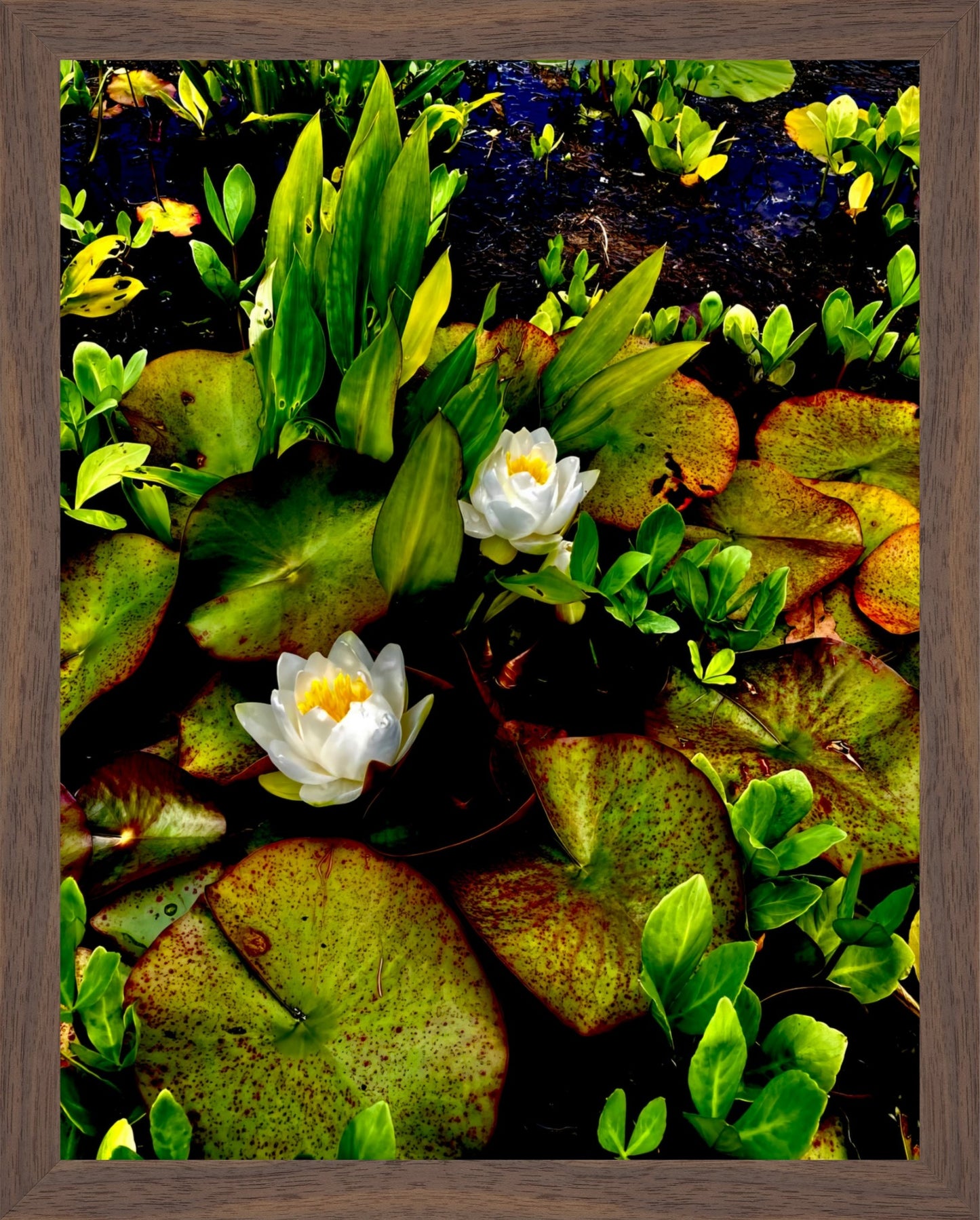Craig's White Water Lilies - Fine Art