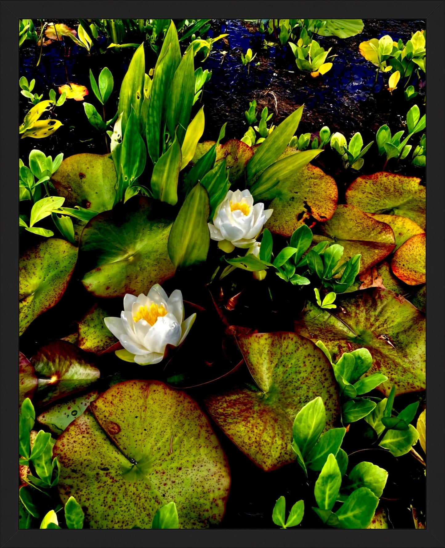 Craig's White Water Lilies - Fine Art
