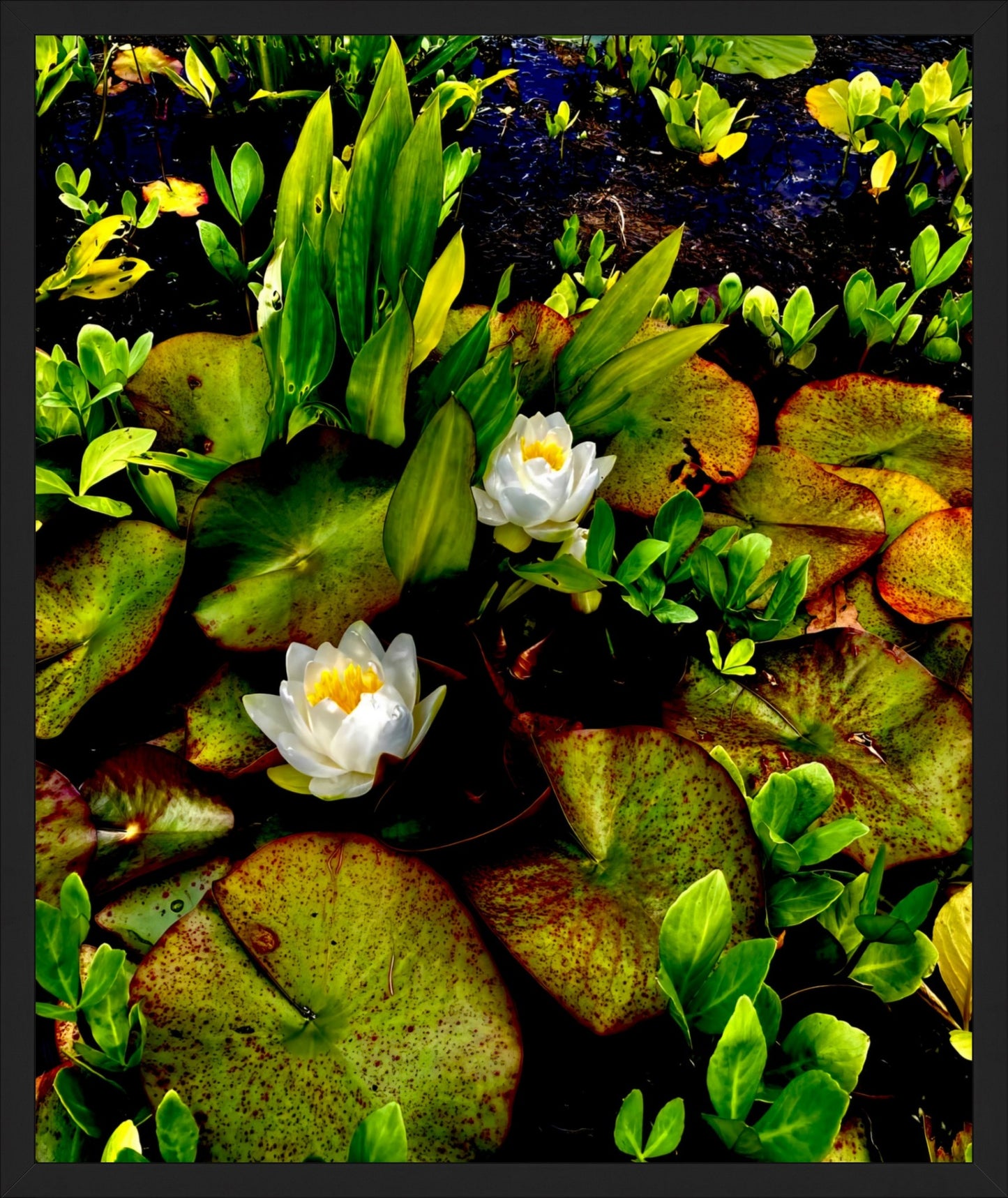 Craig's White Water Lilies - Fine Art