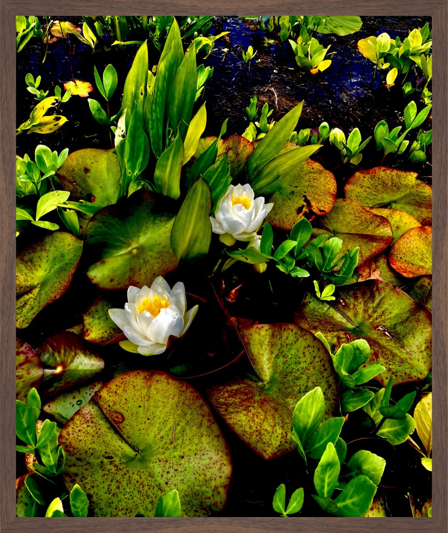 Craig's White Water Lilies - Fine Art