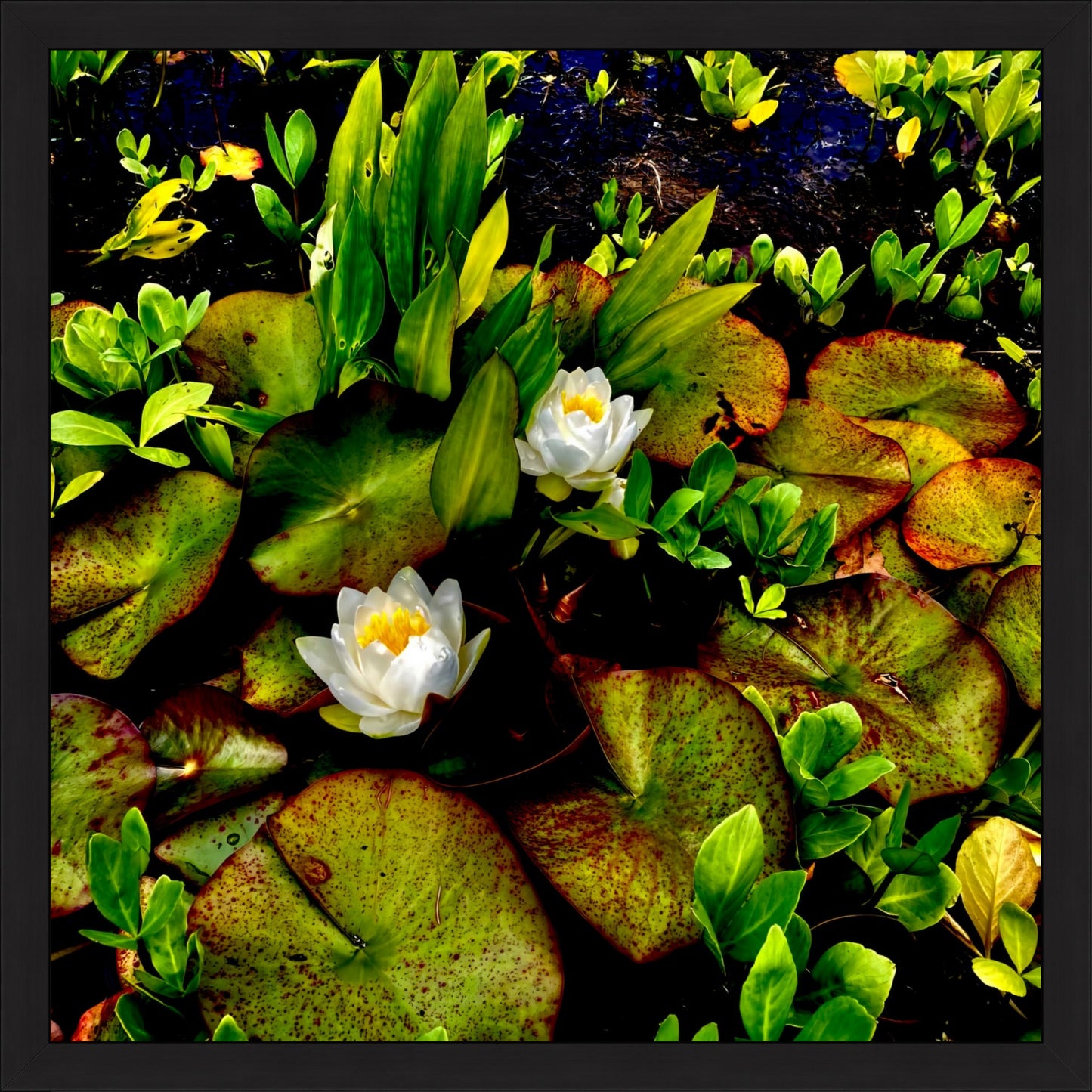 Craig's White Water Lilies - Fine Art