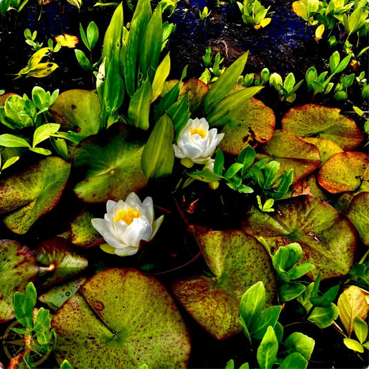 Lilies in Japanese Garden - Metal