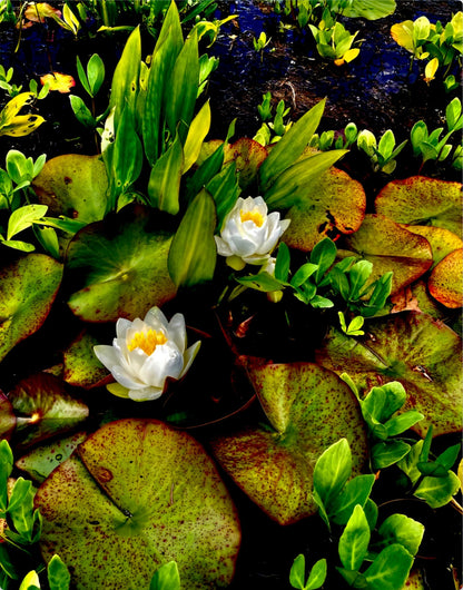 Craig's White Water Lilies - Metal
