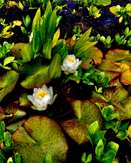 Craig's White Water Lilies - Metal