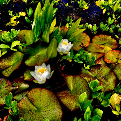 Craig's White Water Lilies - Metal