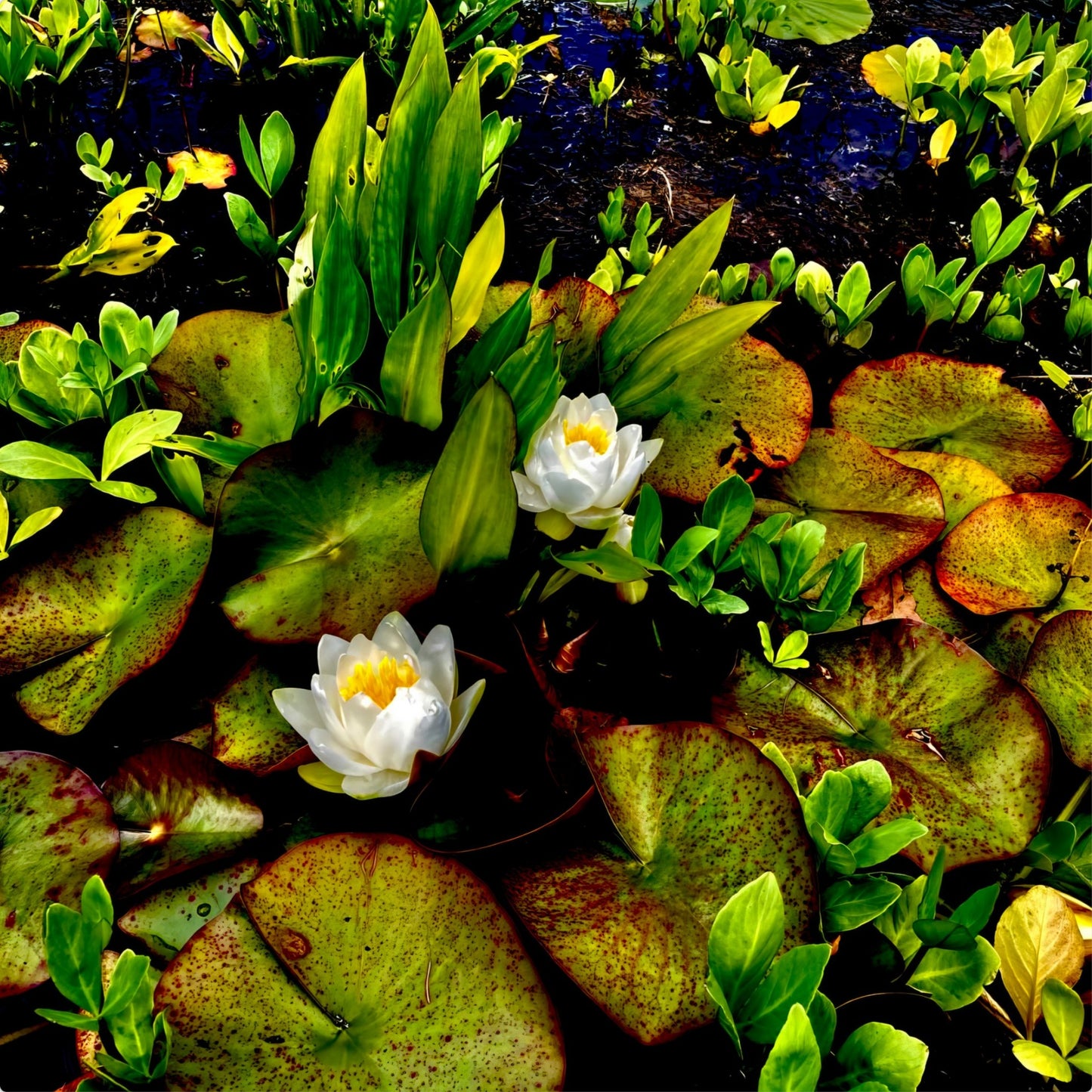 Craig's White Water Lilies - Metal