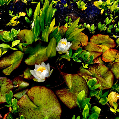 Craig's White Water Lilies - Acrylic