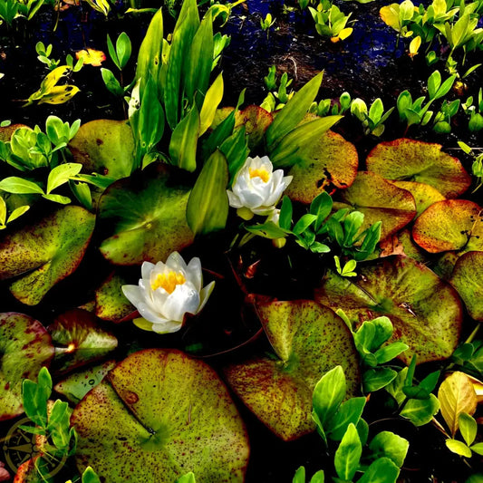 Lilies in Japanese Garden - Acrylic
