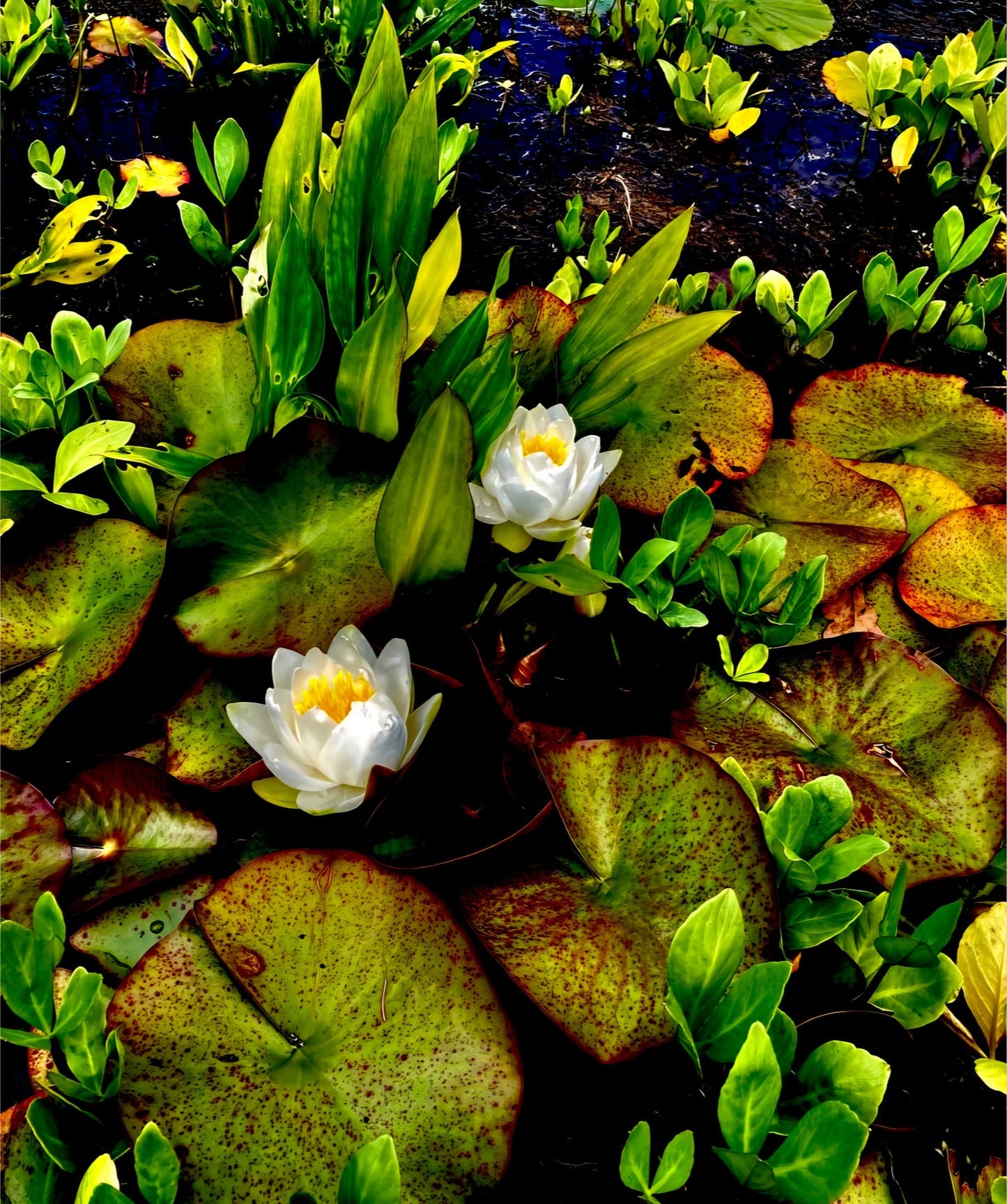 Craig's White Water Lilies - Acrylic