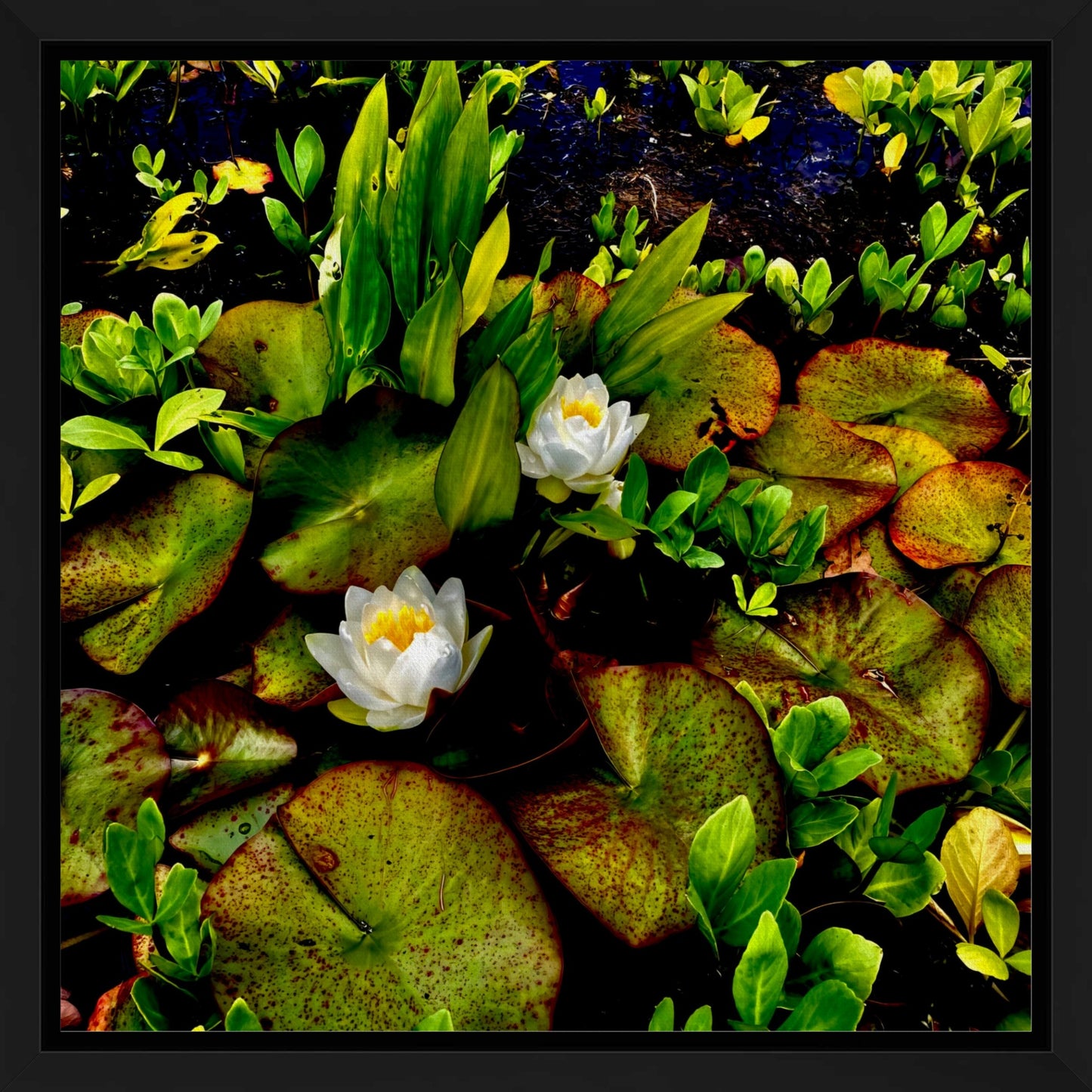 Craig's White Water Lilies - Canvas