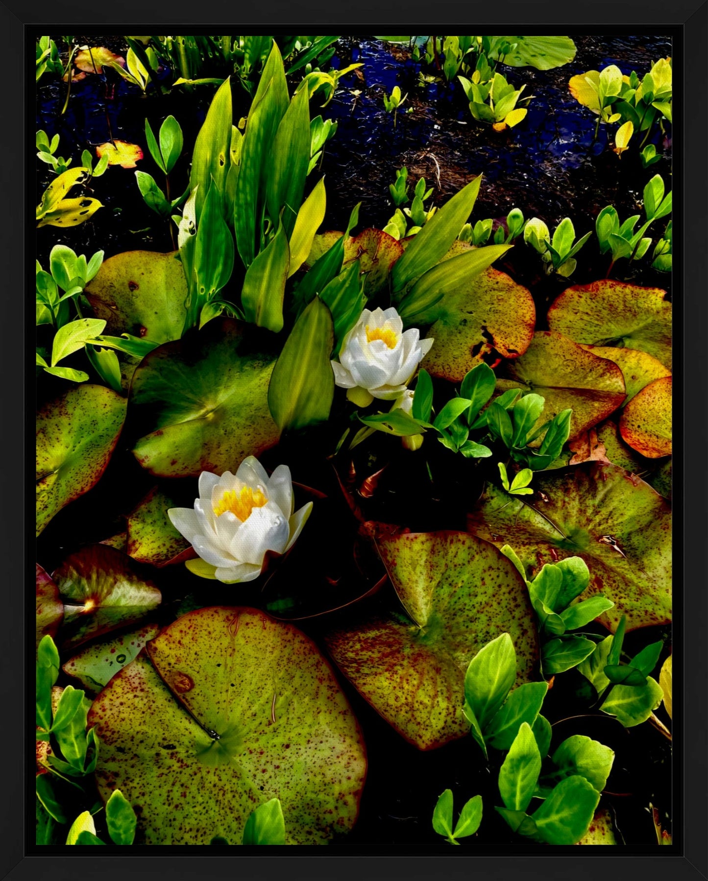 Craig's White Water Lilies - Canvas