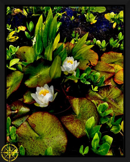 Lilies in Japanese Garden- Canvas