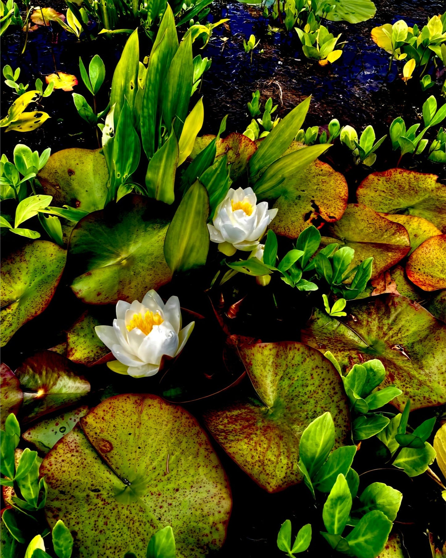 Craig's White Water Lilies - Canvas